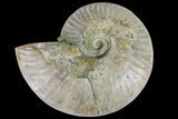 Silver Iridescent Ammonite (Cleoniceras) Fossil - Madagascar #159392-1